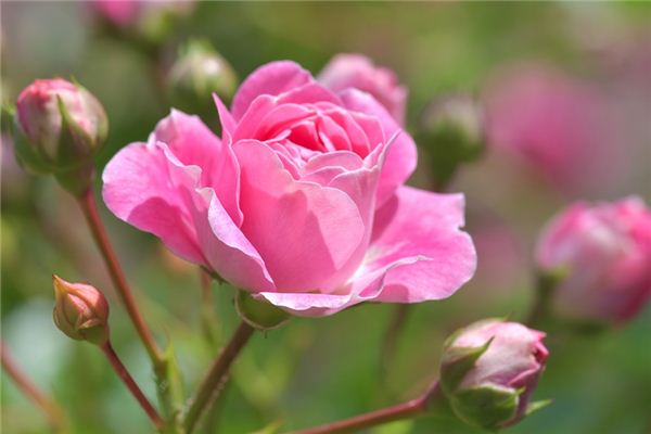 What does it mean to dream of roses? What does it mean to dream of roses?