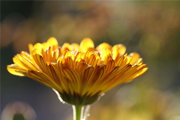 What does it mean to dream of marigolds? What does it mean to dream of marigolds?