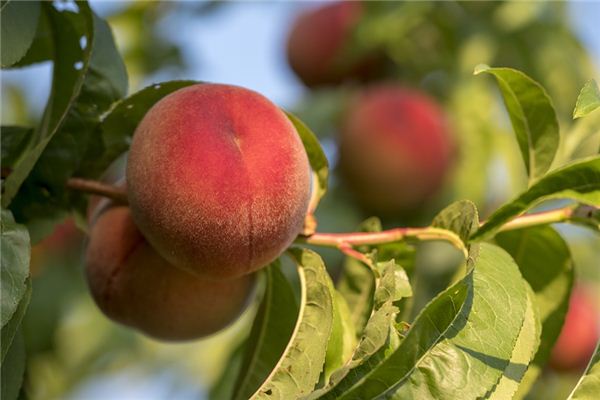 What does it mean to dream of peaches? What does it mean to dream of peaches?
