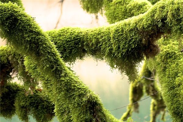What does it mean to dream of moss? What does it mean to dream of moss?