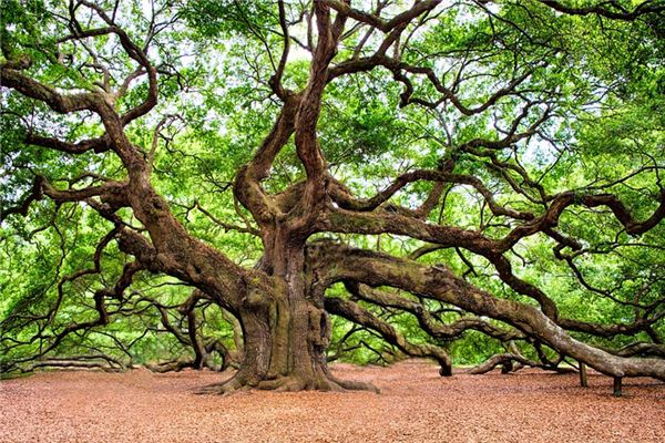 What does it mean to dream of an oak tree? What does it mean to dream of an oak tree?