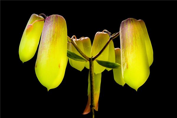 What does it mean to dream of Panax notoginseng? What does it mean to dream of Panax notoginseng?