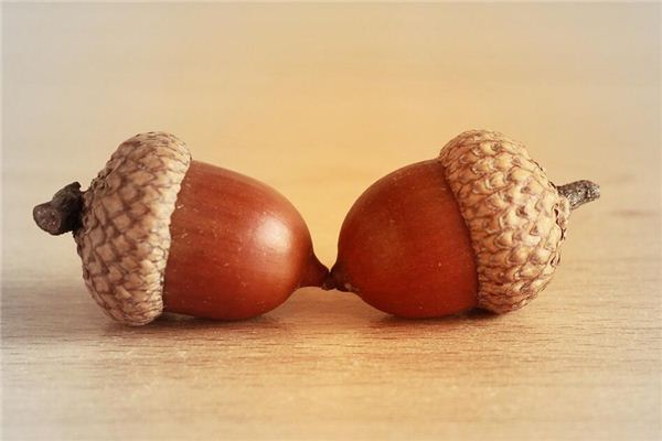 Dreaming of acorns