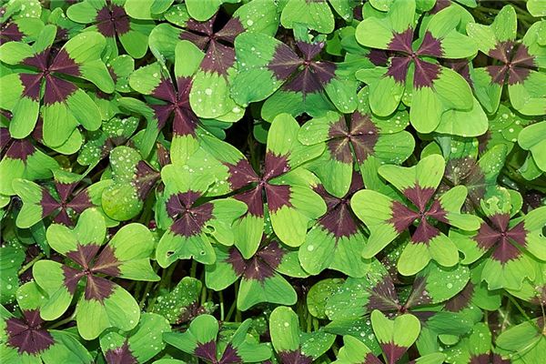 What does it mean to dream of a four-leaf clover? What does it mean to dream of a four-leaf clover?
