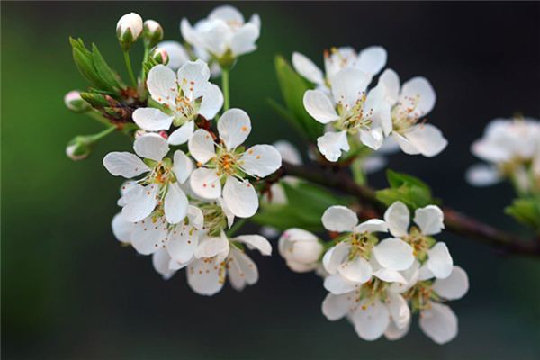 What does it mean to dream of plum blossoms? What does it mean to dream of plum blossoms?