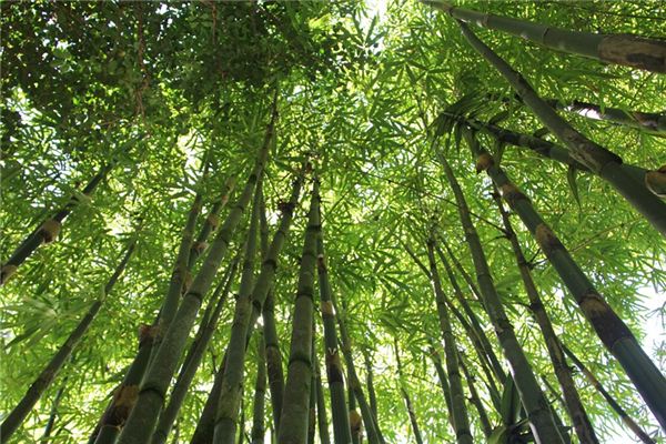 What does it mean to dream of a bamboo forest? What does it mean to dream of a bamboo forest?
