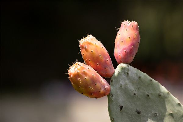 What does it mean to dream of a cactus? What does it mean to dream of a cactus?