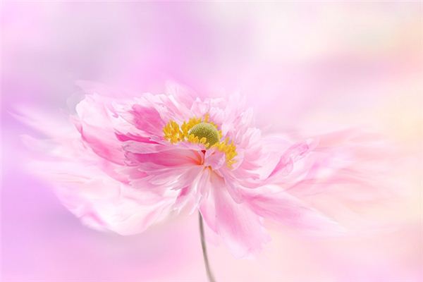 What does it mean to dream of Indian peonies? What does it mean to dream of Indian peonies?