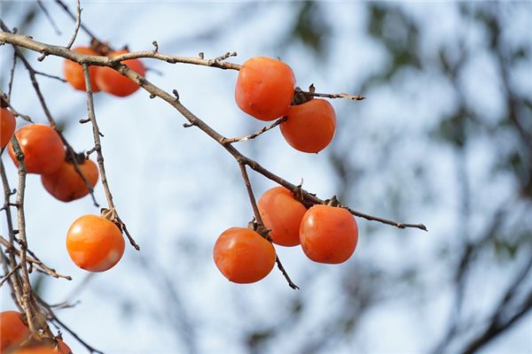 Dreaming of persimmons Dreaming of persimmons