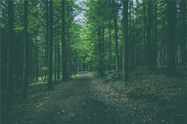 What does it mean to dream of a forest? What does it mean to dream of a forest?