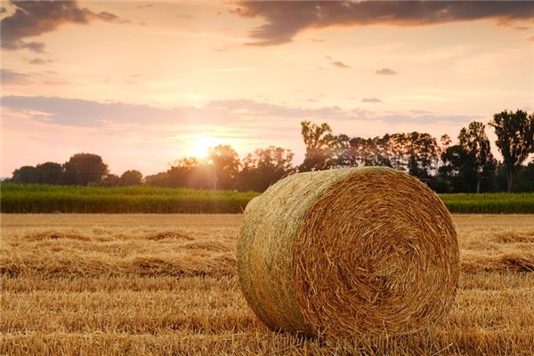 What does it mean to dream of straw? What does it mean to dream of straw?