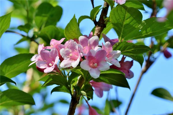 What does it mean to dream of jasmine flowers? What does it mean to dream of jasmine flowers?