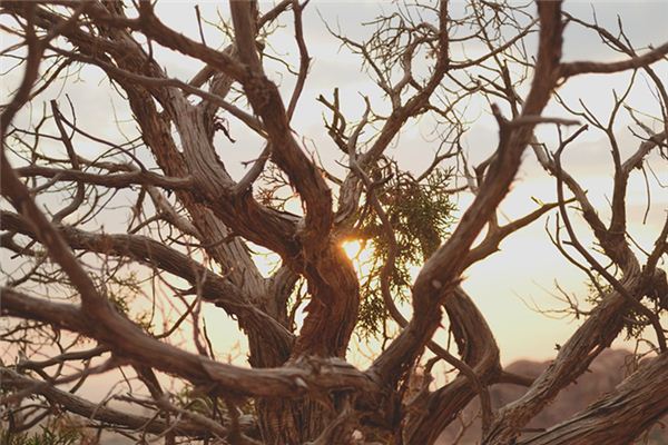 What does it mean to dream of tree trunks and broken branches? What does it mean to dream of tree trunks and broken branches?