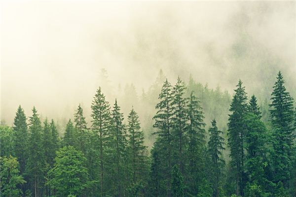 What does it mean to dream of green trees? What does it mean to dream of green trees?