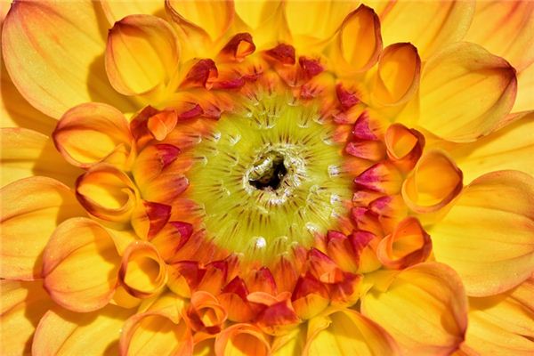 What does it mean to dream of flower buds? What does it mean to dream of flower buds?