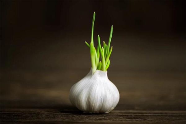 What does it mean to dream of garlic sprouts? What does it mean to dream of garlic sprouts?
