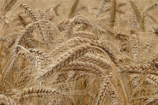 What does it mean to dream of barley? What does it mean to dream of barley?