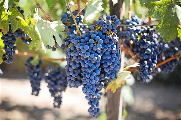 What does it mean to dream of a vineyard? What does it mean to dream of a vineyard?