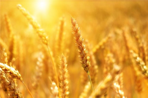 What does it mean to dream of wheat? What does it mean to dream of wheat?