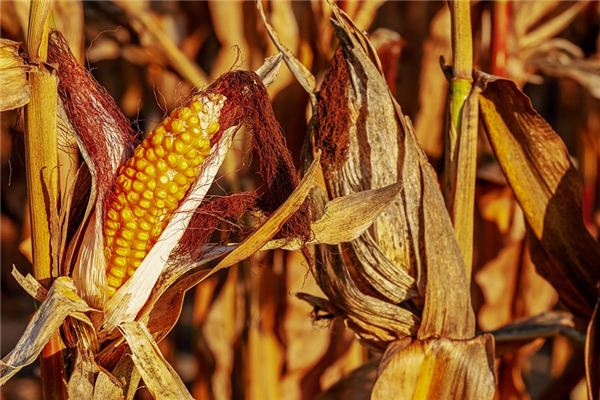 What does it mean to dream of harvesting corn? What does it mean to dream of harvesting corn?