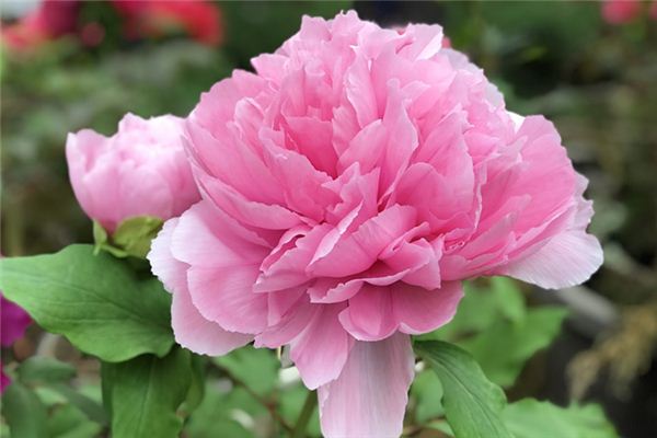 What does it mean to dream of peonies blooming? What does it mean to dream of peonies blooming?