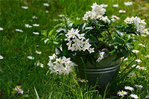 What does it mean to dream of jasmine? What does it mean to dream of jasmine?