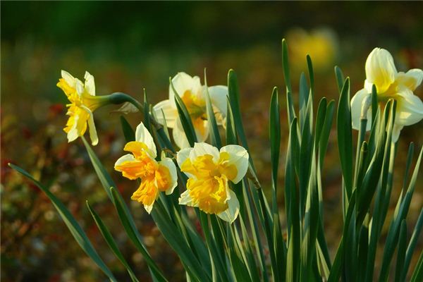 What does it mean to dream of daffodils? What does it mean to dream of daffodils?