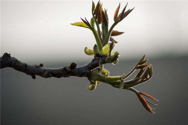 What does it mean to dream of a tree sprouting? What does it mean to dream of a tree sprouting?