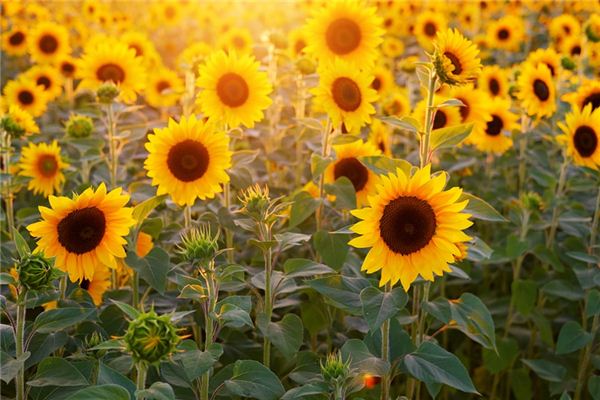 What does it mean to dream of sunflowers? What does it mean to dream of sunflowers?