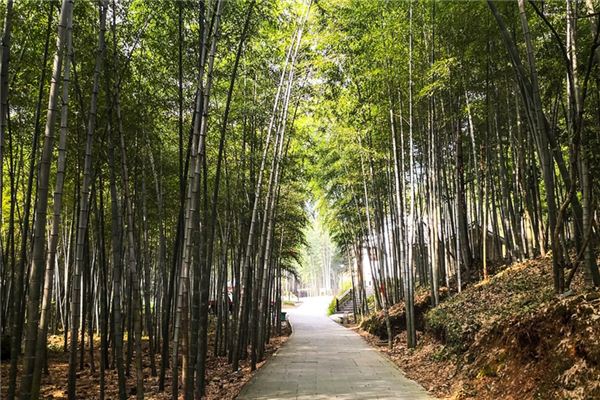 What does it mean to dream of bamboo? What does it mean to dream of bamboo?