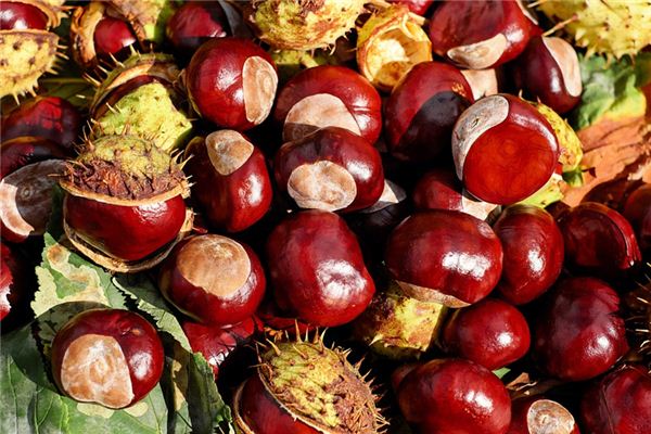 What does it mean to dream of chestnuts? What does it mean to dream of chestnuts?