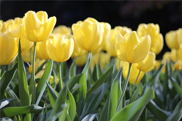 What does it mean to dream of flowers blooming? What does it mean to dream of flowers blooming?