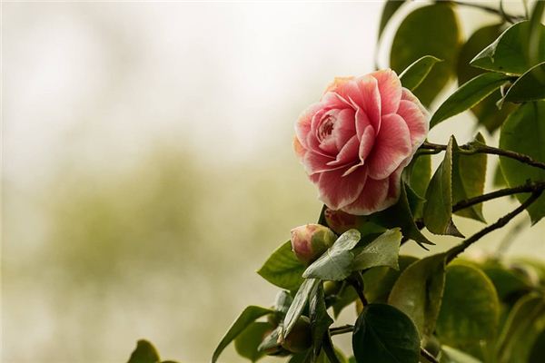 What does it mean to dream of camellias? What does it mean to dream of camellias?