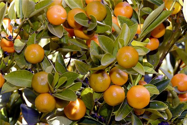 What does it mean to dream of an orange tree? What does it mean to dream of an orange tree?