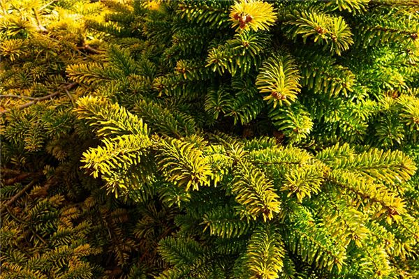 What does it mean to dream of pine trees? What does it mean to dream of pine trees?