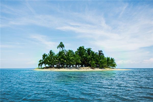 What does it mean to dream of a palm tree? What does it mean to dream of a palm tree?