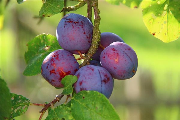 Dreaming of plum trees