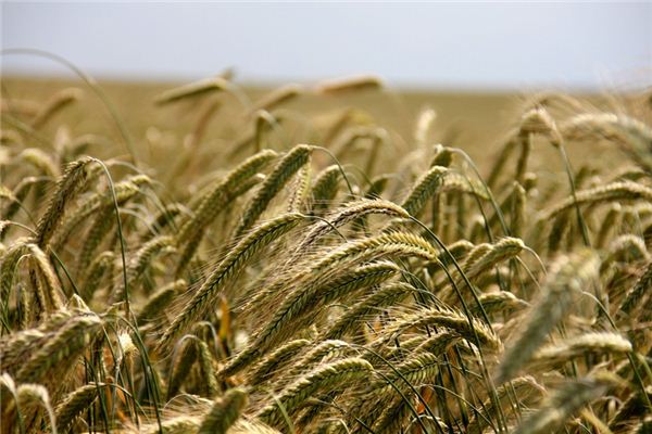 What does it mean to dream of a wheat field? What does it mean to dream of a wheat field?