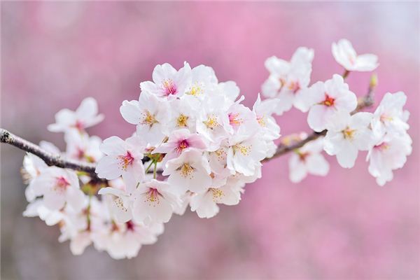 What does it mean to dream of cherry blossoms? What does it mean to dream of cherry blossoms?