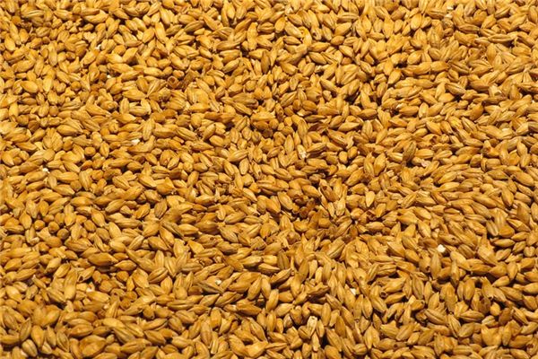 What does it mean to dream of malt? What does it mean to dream of malt?