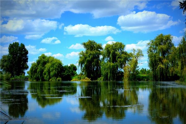 What does it mean to dream of willow trees? What does it mean to dream of willow trees?