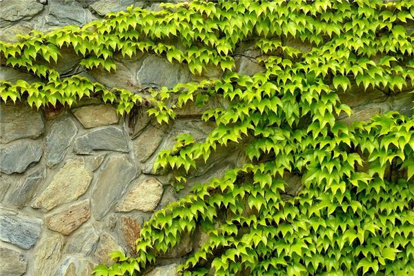 Dreaming of climbing plants