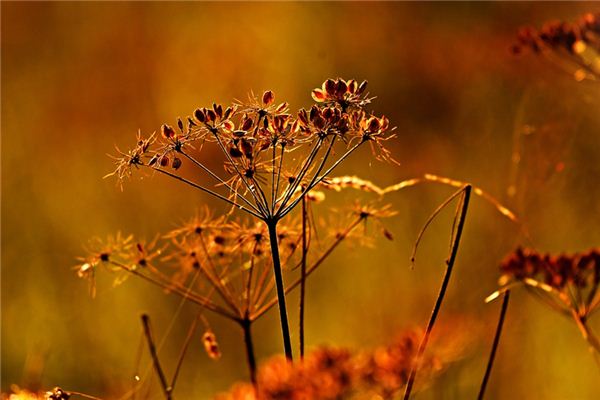 What does it mean to dream of seeds? What does it mean to dream of seeds?