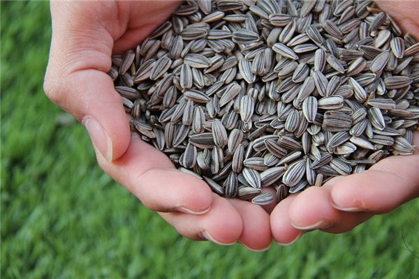 What does it mean to dream of melon seeds? What does it mean to dream of melon seeds?