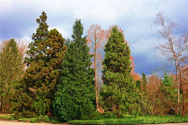 What does it mean to dream of climbing a pine tree? What does it mean to dream of climbing a pine tree?