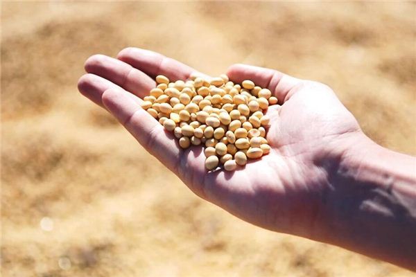 Dreaming of planting soybeans