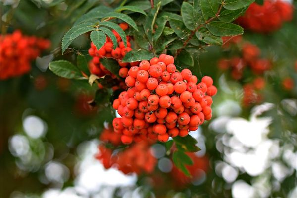 What does it mean to dream of a gooseberry tree? What does it mean to dream of a gooseberry tree?
