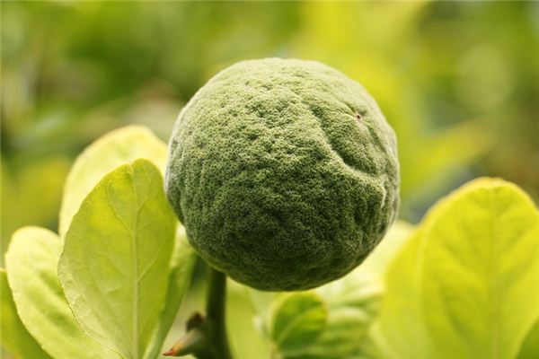What does it mean to dream of trifoliate orange? What does it mean to dream of trifoliate orange?