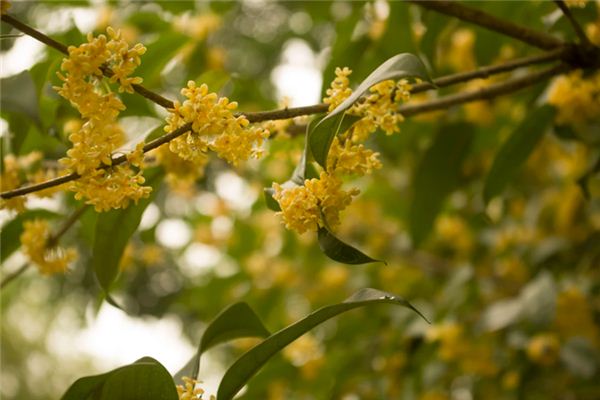 What does it mean to dream of osmanthus flowers? What does it mean to dream of osmanthus flowers?