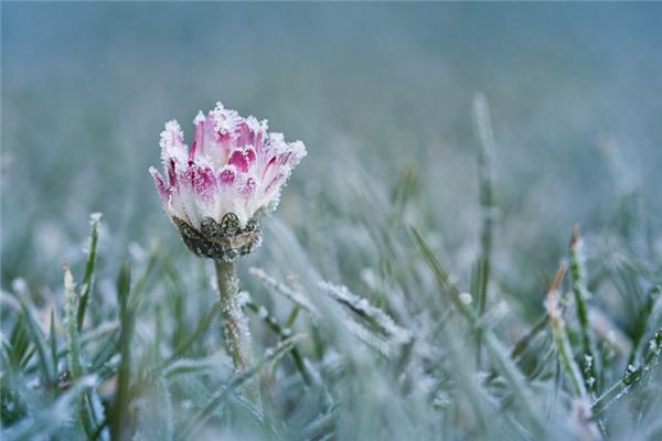 What does it mean to dream of flowers blooming in the snow? What does it mean to dream of flowers blooming in the snow?